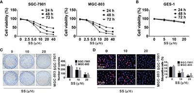 Stigmasterol Simultaneously Induces Apoptosis and Protective Autophagy by Inhibiting Akt/mTOR Pathway in Gastric Cancer Cells